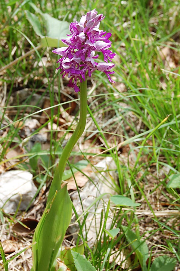 Orchis militaris?